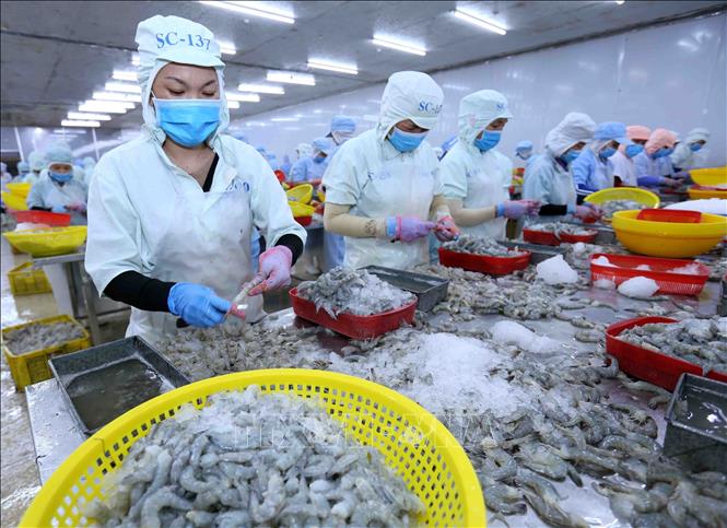 Photo: Producing shrimps for exports at the Ba Hai JSC in the south-central province of Phu Yen. VNA Photo: Vũ Sinh