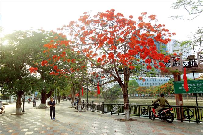 Những chùm hoa phượng cứ như rực rỡ giữa không gian đường phố tấp nập! Đây là thời sự trong nước đáng chú ý, hãy nhấn tải để chứng kiến sắc đỏ Hoa Phượng đang lung linh như thế nào.