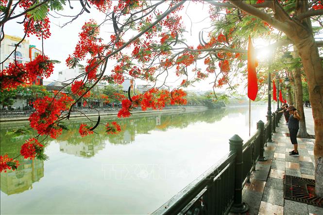 Hải Phòng, hoa phượng - Đến Hải Phòng vào mùa hoa phượng, bạn sẽ được chiêm ngưỡng những hàng cây phượng đỏ rực bên bờ sông. Đó là một cảnh tượng đẹp tuyệt vời, không nên bỏ qua.