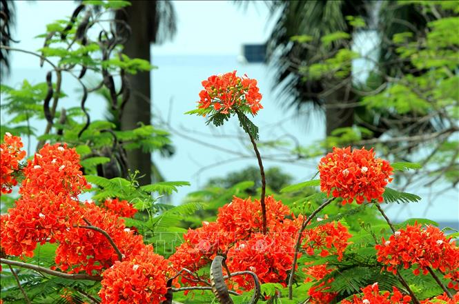Trong ảnh: Vào dịp tháng 5 về, mọi ngả đường thành phố Hải Phòng lại rợp trời hoa phượng nở. Ảnh: An Đăng - TTXVN


