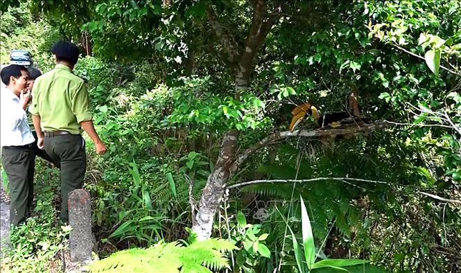 Trong ảnh: Thả chim Hồng Hoàng quý hiếm về môi trường tự nhiên. Ảnh: Tường Vi  - TTXVN. 