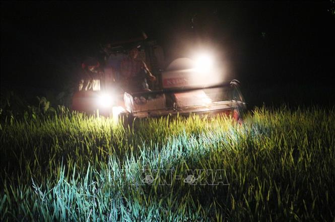 Trong ảnh: Nông dân Nghệ An gặt lúa vào ban đên trán nóng. Ảnh: Nguyễn Oanh-TTXVN