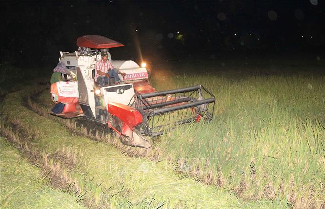 Trong ảnh: Nông dân Nghệ An gặt lúa vào ban đên trán nóng. Ảnh: Nguyễn Oanh-TTXVN