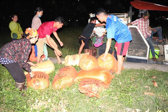 Trong ảnh: Nông dân Nghệ An gặt lúa vào ban đên trán nóng. Ảnh: Nguyễn Oanh-TTXVN