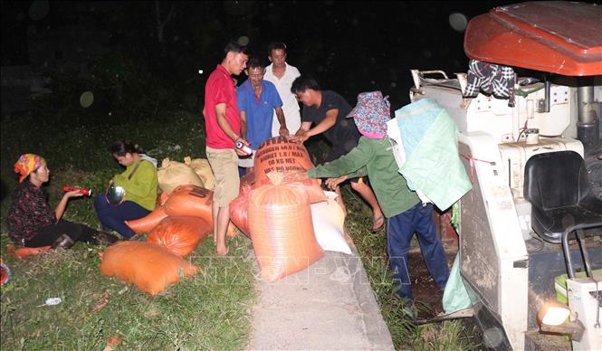 Trong ảnh: Nông dân Nghệ An gặt lúa vào ban đên trán nóng. Ảnh: Nguyễn Oanh-TTXVN
