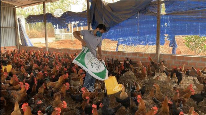 Trong ảnh: Mô hình nuôi gà trên đệm lót sinh học mang lại hiệu quả kinh tế cao của gia đình anh Nguyễn Vĩnh Thắng (tổ 2, thị trấn Chư Prông, huyện Chư Prông, tỉnh Gia Lai). Ảnh: Quang Thái- TTXVN