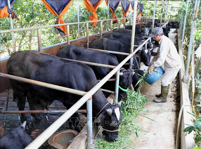 Trong ảnh: Chuyển đổi cây trồng kém hiệu quả sang mô hình chăn nuôi bò thịt theo tiêu chí NTM của gia đình anh Nguyễn Văn Dương, thôn Nghĩa Vũ, xã Minh Tân. Ảnh: Vũ Sinh - TTXVN