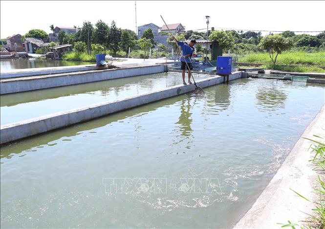 Trong ảnh: Hợp tác xã Nông nghiệp và Thủy sản Tân An Phát, xã Nhật Quang thả nuôi nhiều loại cá theo công nghệ mới sông trong ao, mỗi năm thu hoạch 60 tấn cá các loại, doanh thu gần 2 tỷ đồng. Ảnh: Vũ Sinh - TTXVN