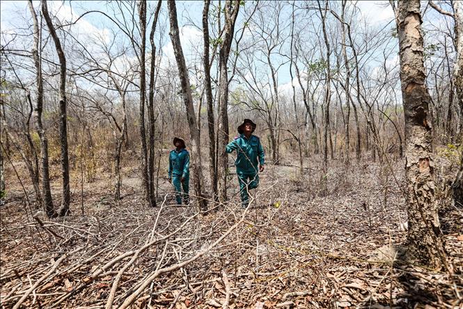 Photo: Many lands of forests in Ninh Son district are damaged by droughts. VNA Photo