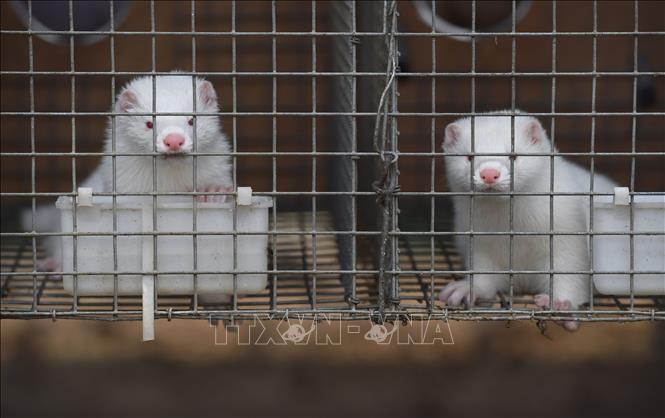 Trong ảnh (tư liệu): Chồn được nuôi tại trang trại ở tỉnh Hà Bắc, Trung Quốc. Ảnh: AFP/TTXVN