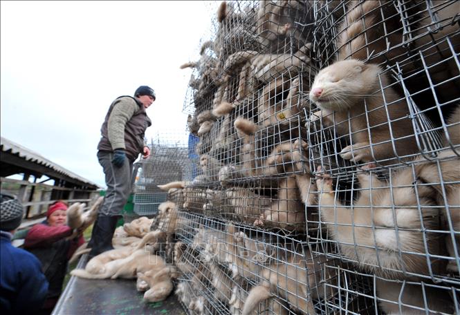 Trong ảnh (tư liệu): Vận chuyển chồn tại trang trại ở làng Babino, Belarus. Ảnh: AFP/TTXVN