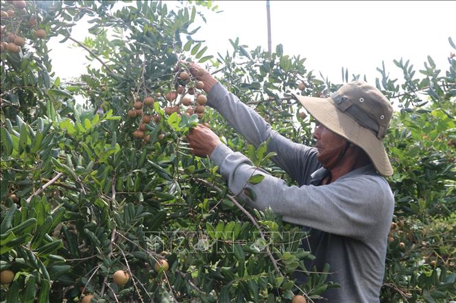 Bà Rịa-Vũng Tàu: Nhãn xuồng cơm vàng vụ sớm rớt giá - Ảnh thời sự trong nước - Kinh tế - Thông tấn xã Việt Nam (TTXVN)