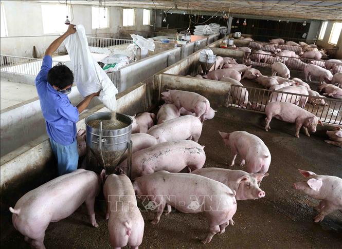 Mô hình nuôi lợn sạch bằng thảo dược Hướng đi mới trong phát triển chăn  nuôi