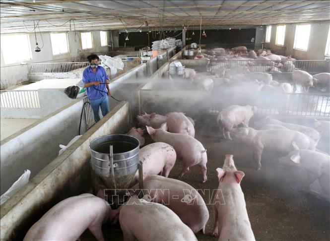 Trong ảnh: Trang trại thực hiện phun hóa chất tiêu độc, khử trùng theo khuyến cáo của ngành thú y. Ảnh: Vũ Sinh - TTXVN