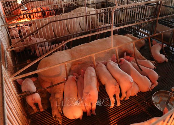 Trong ảnh: Mỗi đàn lợn của trang trại có từ 12 đến 14 con được chăm sóc đúng quy trình. Ảnh: Vũ Sinh - TTXVN