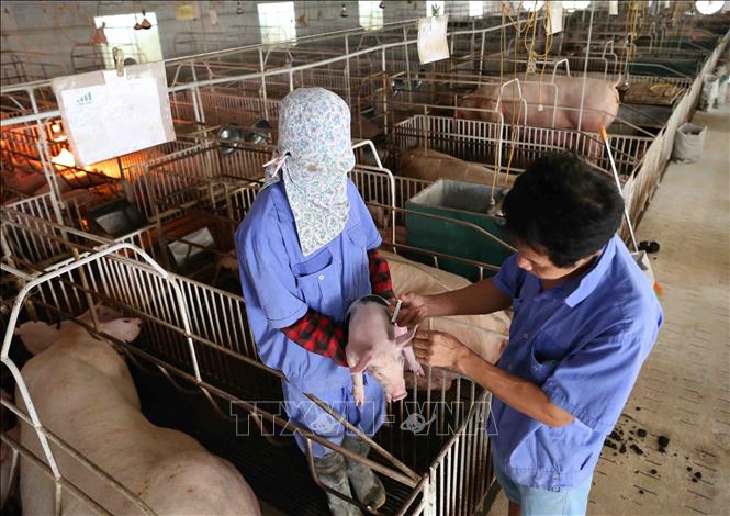 Trong ảnh: Tiêm phòng vắc xin phòng bệnh cho đàn lợn giống tại trang trại. Ảnh: Vũ Sinh - TTXVN