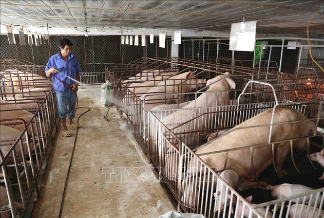 Trong ảnh: Trang trại thực hiện phun hóa chất tiêu độc, khử trùng theo khuyến cáo của ngành thú y. Ảnh: Vũ Sinh - TTXVN