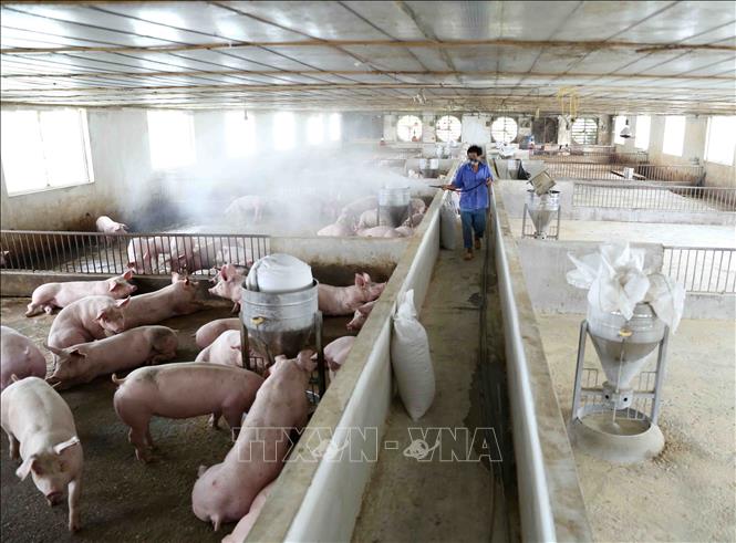 Trong ảnh: Trang trại thực hiện phun hóa chất tiêu độc, khử trùng theo khuyến cáo của ngành Thú y. Ảnh: Vũ Sinh - TTXVN