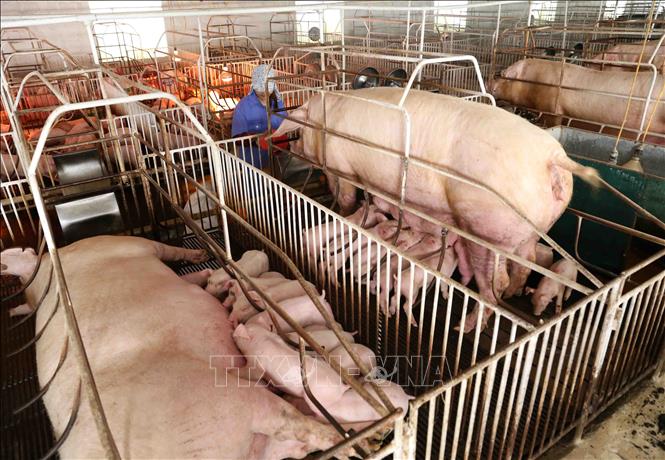 Trong ảnh: Chăn sóc đàn lợn giống tại trang trại của gia đình anh Phùng Văn Thụy. Ảnh: Vũ Sinh - TTXVN