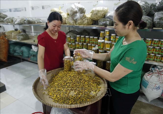 Trong ảnh: Hoa cúc sau khi được sấy khô sẽ được đóng vào hộp đi tiêu thụ có giá khoảng 600.000-800.000 đồng/kg. Ảnh: Phạm Kiên - TTXVN