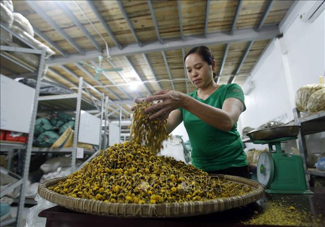 Trong ảnh: Sản xuất sản phẩm trà hoa cúc chi tại Thôn Nghĩa Trai (xã Tân Quang, huyện Văn Lâm, Hưng Yên). Ảnh: Phạm Kiên - TTXVN
