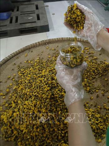 Trong ảnh: Sản xuất sản phẩm trà hoa cúc chi tại Thôn Nghĩa Trai (xã Tân Quang, huyện Văn Lâm, Hưng Yên). Ảnh: Phạm Kiên - TTXVN