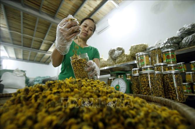 Trong ảnh: Sản xuất sản phẩm trà hoa cúc chi tại Thôn Nghĩa Trai (xã Tân Quang, huyện Văn Lâm, Hưng Yên). Ảnh: Phạm Kiên - TTXVN