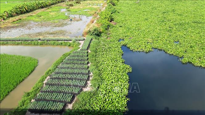 Tron ảnh: Nguồn nước sông Vàm Cỏ Đông, đoạn cầu Bến Đình (xã Cẩm Giang, huyện Gò Dầu, tỉnh Tây Ninh) đen xẩm, bốc mùi hôi thối. Ảnh: Lê Đức Hoảnh - TTXVN
