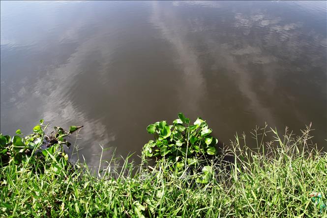 Trong ảnh:Nguồn nước sông Vàm Cỏ Đông, đoạn cầu Bến Đình (xã Cẩm Giang, huyện Gò Dầu, tỉnh Tây Ninh) đen xẩm, bốc mùi hôi thối. Ảnh: Lê Đức Hoảnh - TTXVN
