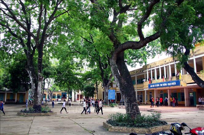 Trong ảnh: Hơn 30 cây cổ thụ của trường Trường THCS Tràng An (Huyện Bình Lục, Hà Nam) cần 