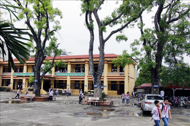 Trong ảnh: Cây cổ thụ của trường Trường THCS Liêm Chính (thành phố Phủ Lý) cần sự đánh giá 