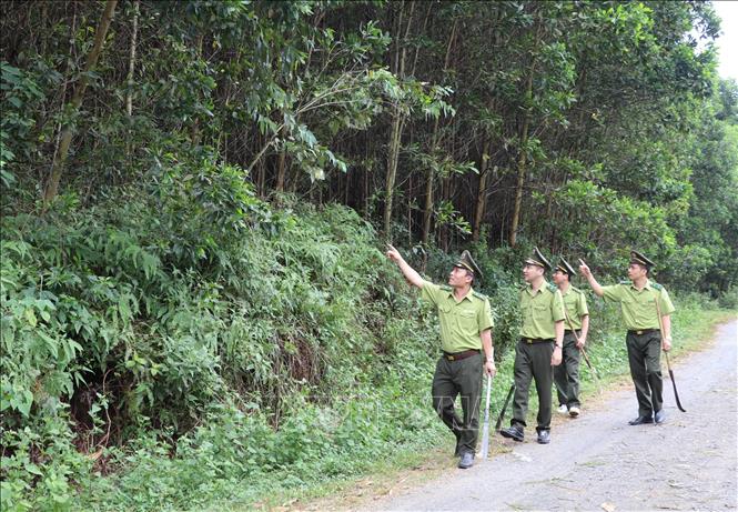 Trong ảnh: Kiểm lâm tỉnh Ninh Bình phối hợp với lực lượng tại chỗ tăng cường tuần tra, kiểm soát rừng tại xã Xích Thổ, huyện Nho Quan. Ảnh: Đức Phương - TTXVN