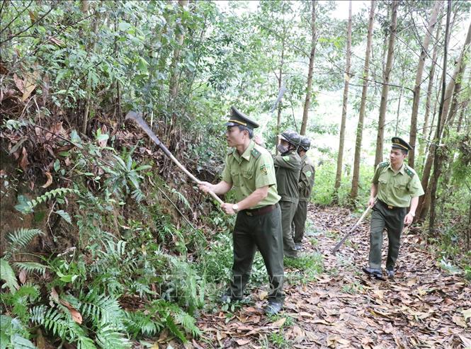 Trong ảnh: Kiểm lâm tỉnh Ninh Bình tăng cường tuần tra, kiểm soát rừng tại xã Xích Thổ, huyện Nho Quan. Ảnh: Đức Phương - TTXVN