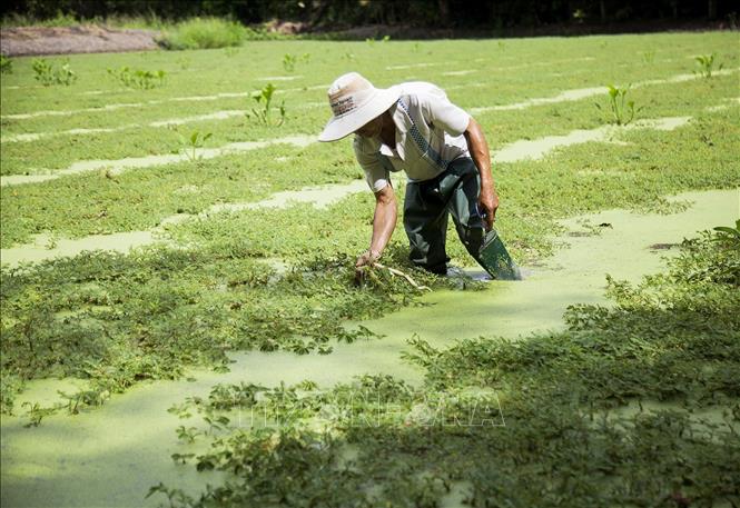 Mô hình trồng rau nhút ở Thanh Bình  Bạn Nhà Nông  Cùng nông dân hội nhập   làm giàu