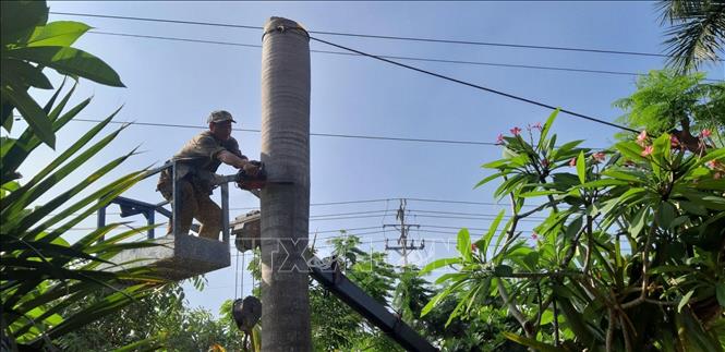 Trong ảnh: Cây cau hơn 10 năm tuổi trong sân trường Trung học cơ sở Lý Tự Trọng, thành phố Tân An được đốn hạ do chiều cao vượt các dãy nhà lầu, gốc cây một phần trồi trên mặt đất, có nguy cơ ngã đổ trong mùa mưa. Ảnh: Đức Hạnh - TTXVN 