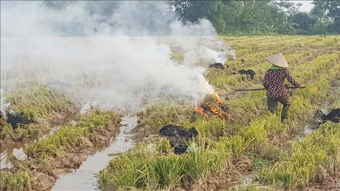 Người dânn đốt rơm rạ sau khi thu hoạch gây khói bụi ở xã Tân Phong, huyện Bình Xuyên, tỉnh Vĩnh Phúc. Ảnh: Nguyễn Trọng Lịch- TTXVN