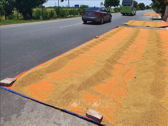 Trong ảnh: Phơi thóc trên tuyến đường tỉnh 490C, đoạn qua xã Nam Thái, huyện Nam Trực. Ảnh: Công Luật - TTXVN