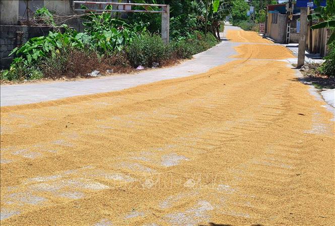 Nông dân Cần Thơ được mùa trúng giá vụ lúa Đông Xuân 20222023  Kinh  doanh  Vietnam VietnamPlus