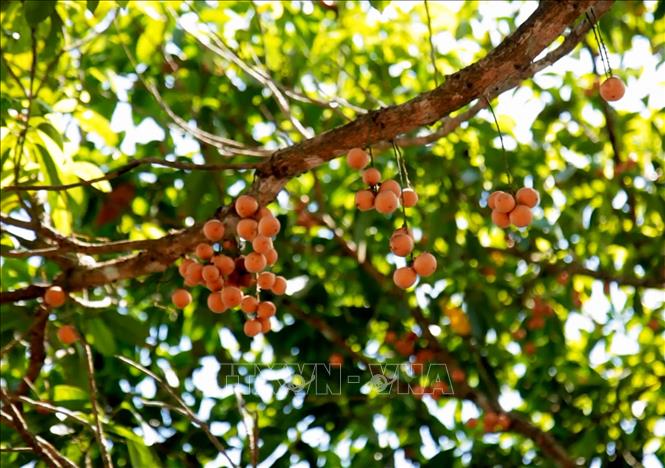 Trong ảnh: Trái dâu da phát triển thuận lợi ở vùng đất ấp Bến Nhứt. Ảnh: Hồng Đạt - TTXVN
