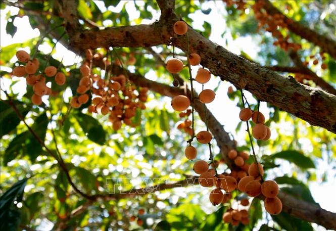 Trong ảnh: Trái dâu da phát triển thuận lợi ở vùng đất ấp Bến Nhứt. Ảnh: Hồng Đạt - TTXVN
