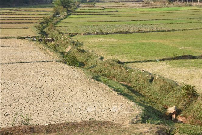 Trong ảnh: Nhiều diện tích lúa bị thiệt hại do hạn hán ở Kon Tum. Ảnh: Dư Toán - TTXVN