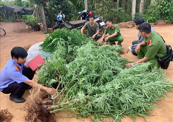 Trong ảnh: Lực lượng chức năng nhổ, kiểm đến số cây cần sa trong rẫy của Nguyễn Văn Minh và rẫy của Nguyễn Văn Mạnh. Ảnh: TTXVN phát.