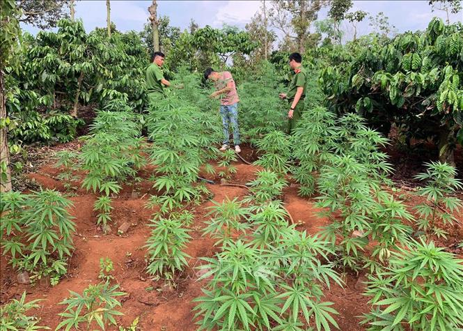 Trong ảnh: Lực lượng chức năng kiểm đếm số cần sa trong rẫy của Nguyễn Văn Minh và rẫy của Nguyễn Văn Mạnh. Ảnh: TTXVN phát.