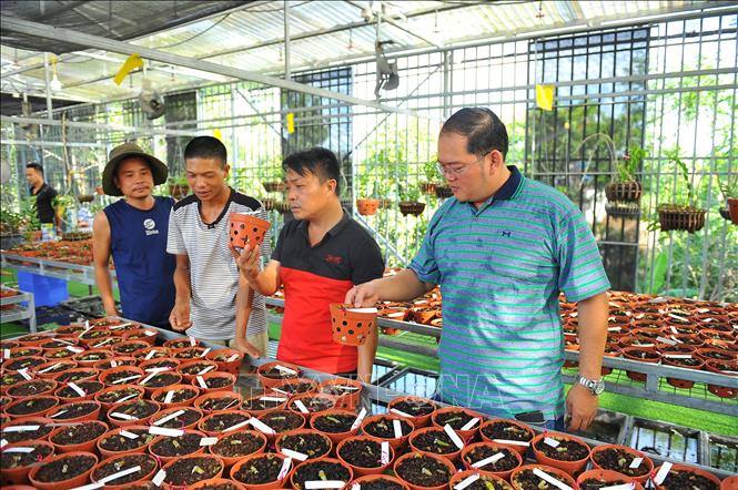 Trong ảnh: Nhiều khách hàng trên cả nước đã tìm đến mua lan của anh Trung. Ảnh: Minh Đức - TTXVN
