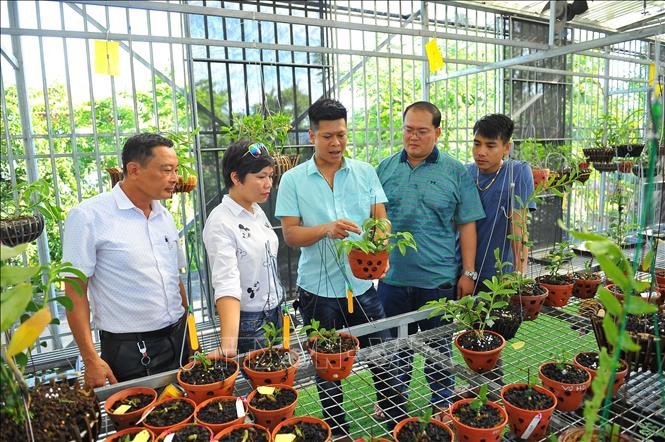 Trong ảnh: Anh Nguyễn Tuấn Trung giới thiệu các giống lan đột biến quý hiếm cho các khách hàng. Ảnh: Minh Đức - TTXVN