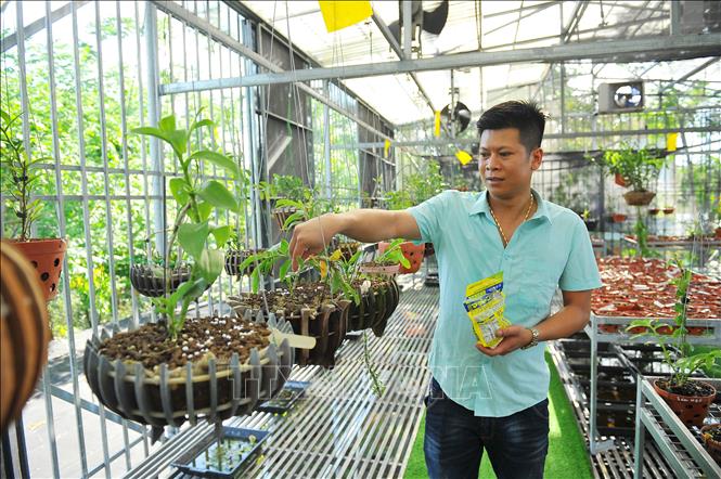 Trong ảnh: Anh Nguyễn Tuấn Trung chăm sóc vườn lan. Ảnh: Minh Đức - TTXVN