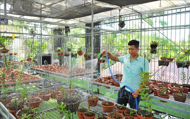 Trong ảnh: Anh Nguyễn Tuấn Trung chăm sóc vườn lan. Ảnh: Minh Đức - TTXVN