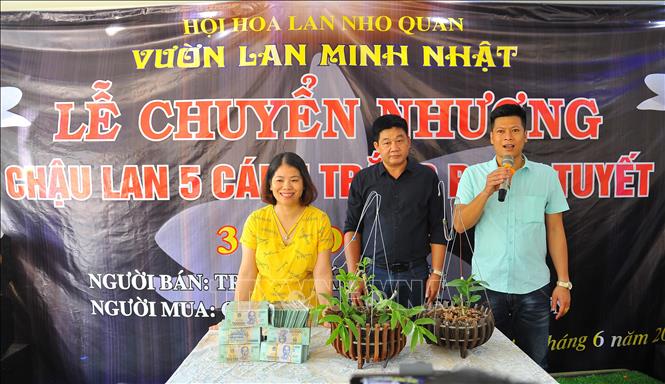 Trong ảnh: Ngày 8/6/2020, anh Nguyễn Tuấn Trung đã chuyển nhượng chậu lan đột biến 5 cánh trắng bạch tuyết quý hiếm với giá 3 tỷ đồng. Ảnh: Minh Đức - TTXVN