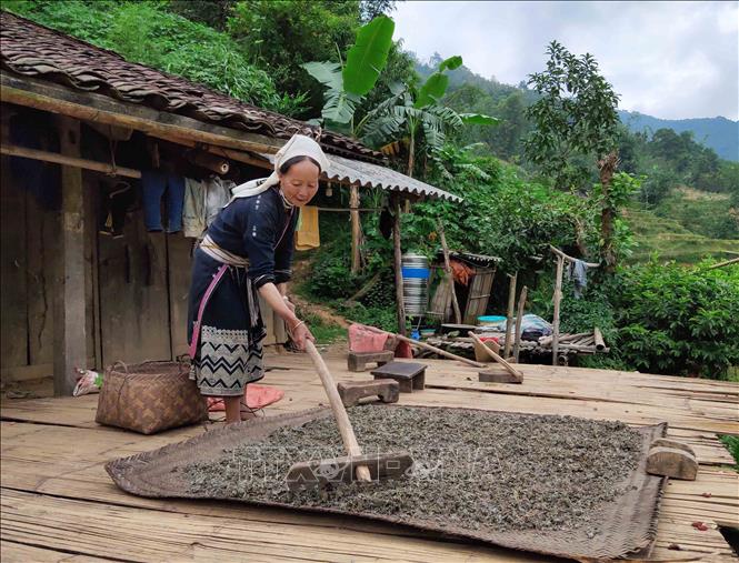 Trong ảnh: Người dân Hoài Khao có cuộc sống gần gũi thiên nhiên và được thiên nhiên ban tặng nhiều món quà quý giá. Chè dây là một trong những món quà quý đó. Chè dây được hái từ rừng, phơi khô, pha nước uống rất có lợi cho sức khỏe, đặc biệt là những người bị bệnh dạ dày. Ảnh: Quốc Đạt - TTXVN