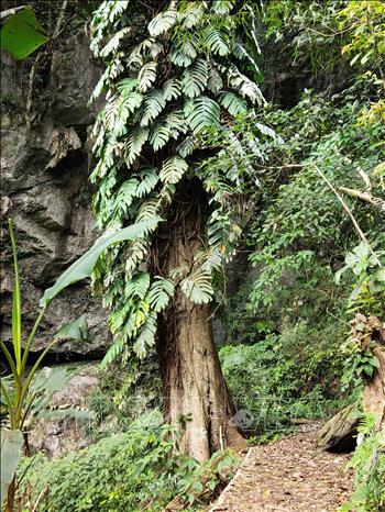Trong ảnh: Với lối sống gần gũi thiên nhiên, bảo vệ môi trường, người dân xóm Hoài Khao vẫn giữ được những cây cổ thụ hàng trăm năm tuổi tỏa bóng mát lịm. Ảnh: Quốc Đạt - TTXVN